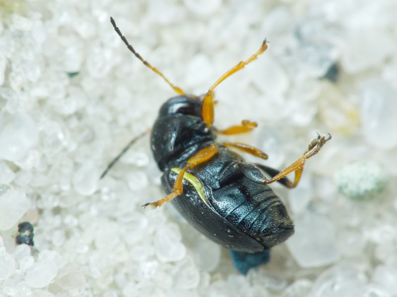 Cryptocephalus Geoffroy, 1762